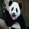 happypanda