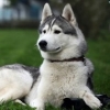 Husky