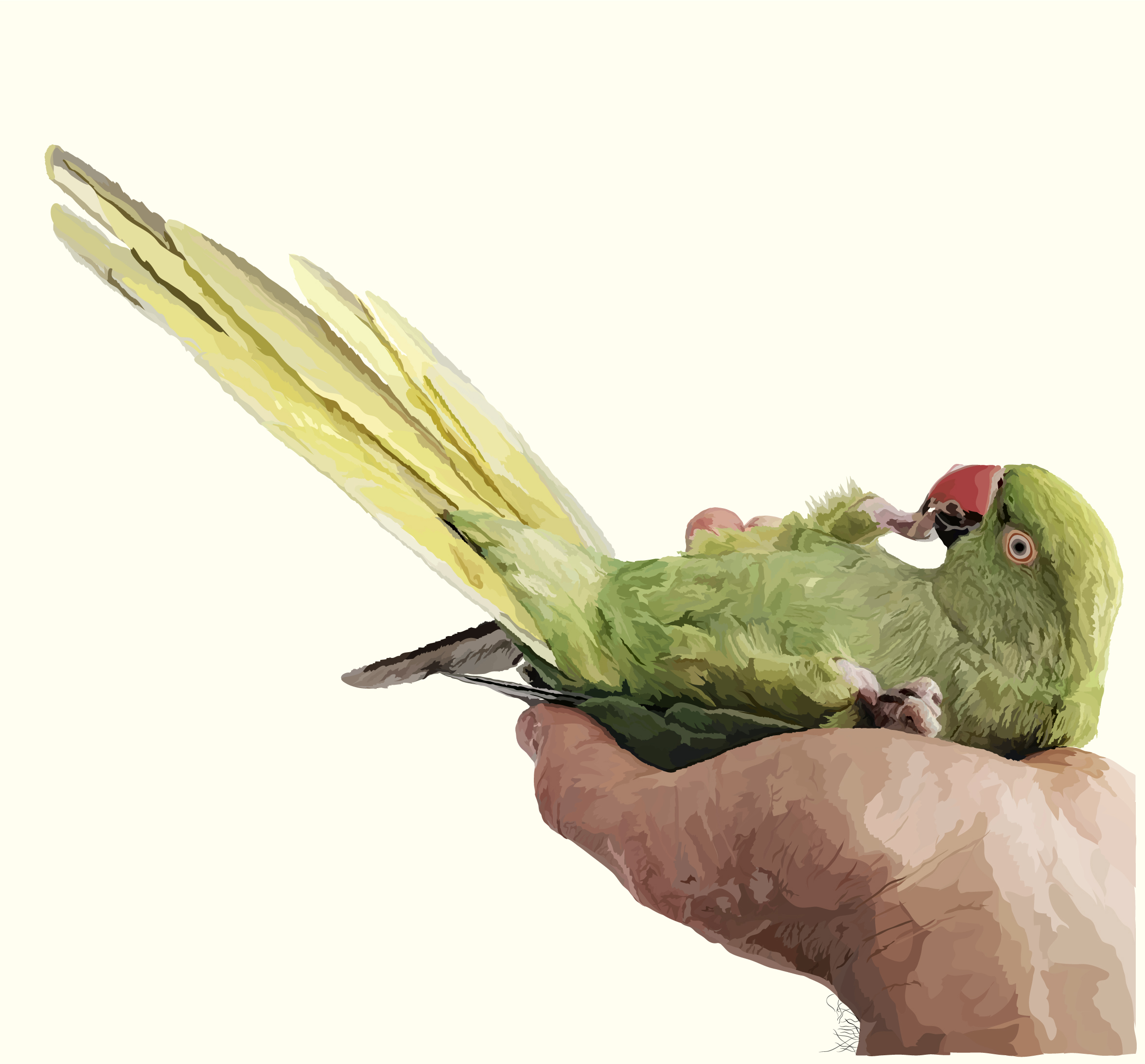 I will draw your pet illustration from a photo