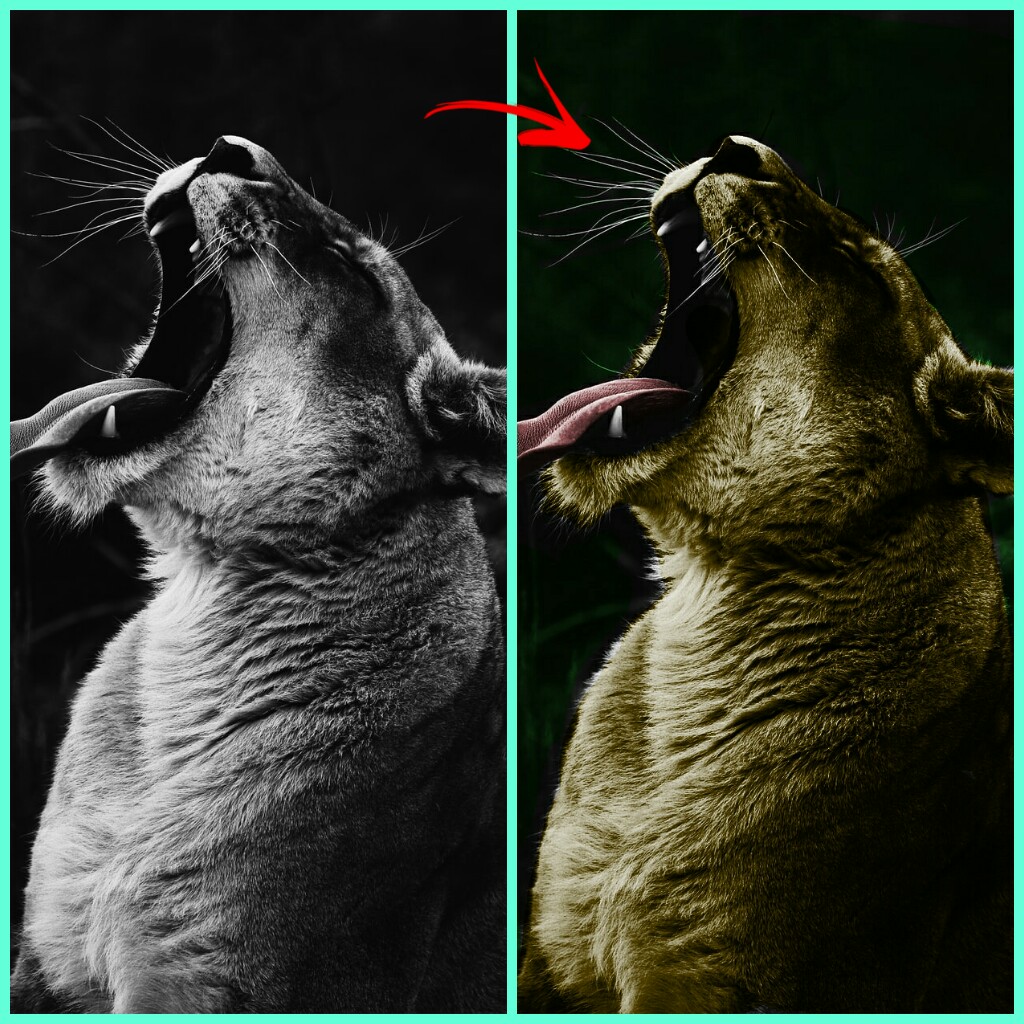 I WIll Colour Your B&W Image To Be a Realistic Image