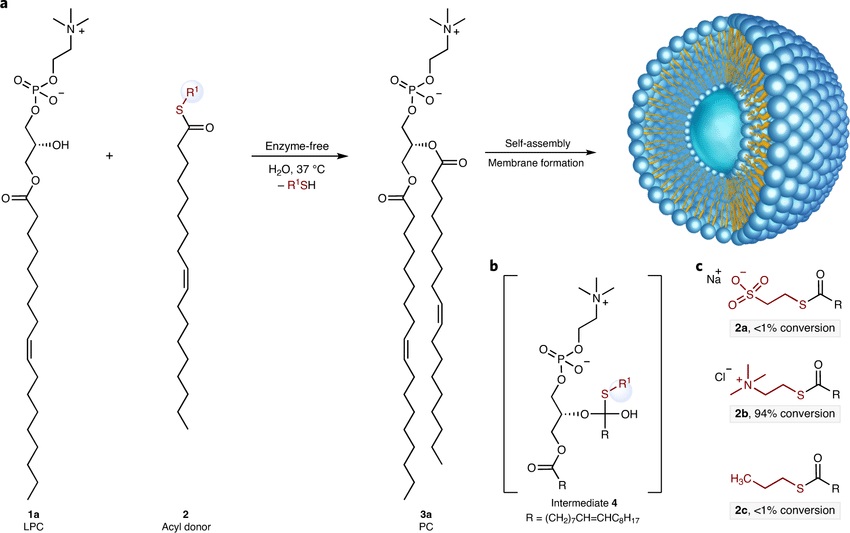 How A Natural Enzyme Can Improve And Maintain Your He...