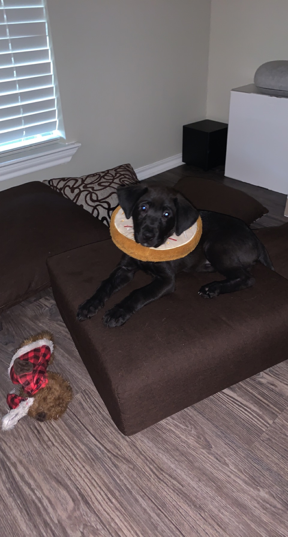 Pro voice over service, We speak your message