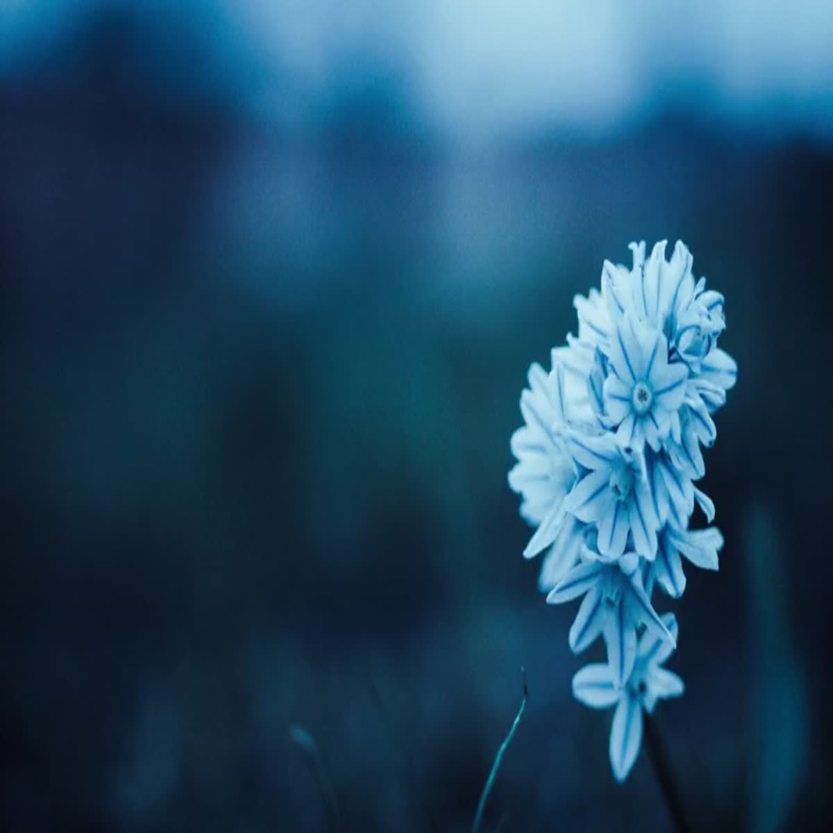 I will create attractive social media ads, covers, posts