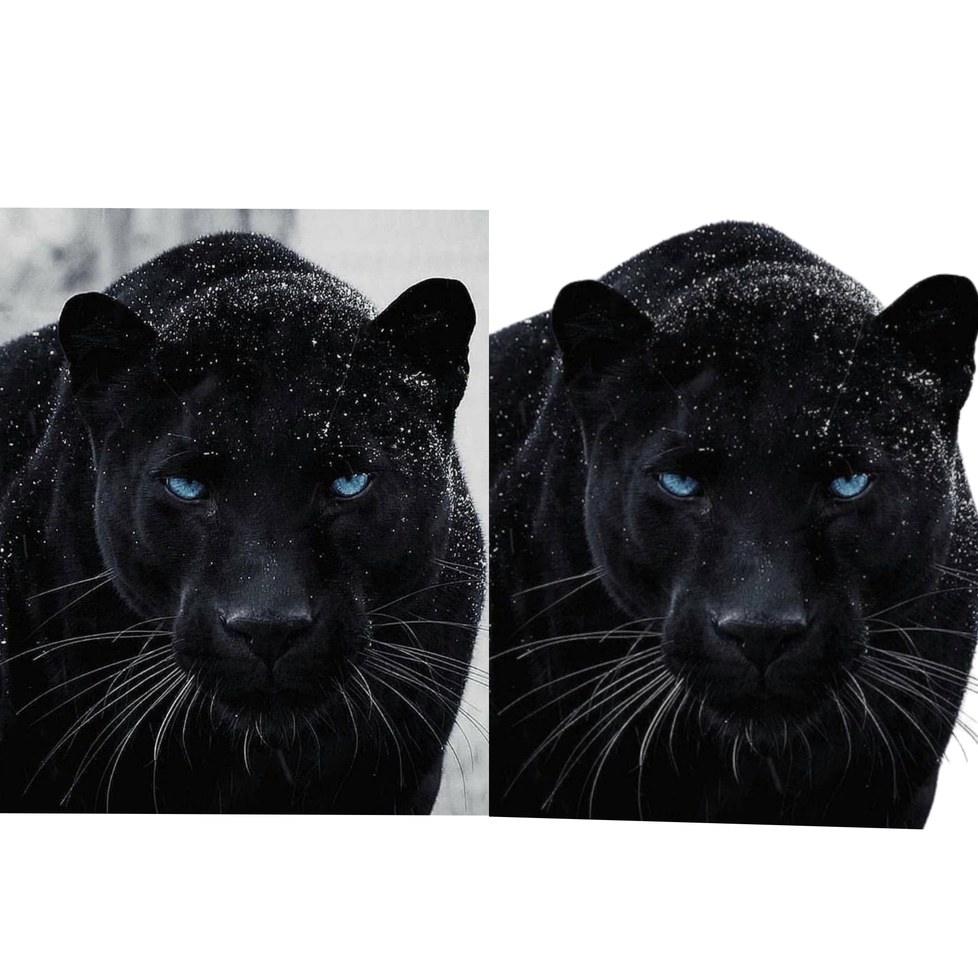 Remove the background of your photos