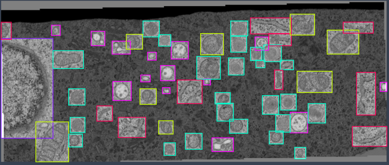 I will do data collection and do video and image annotation for AI and ML