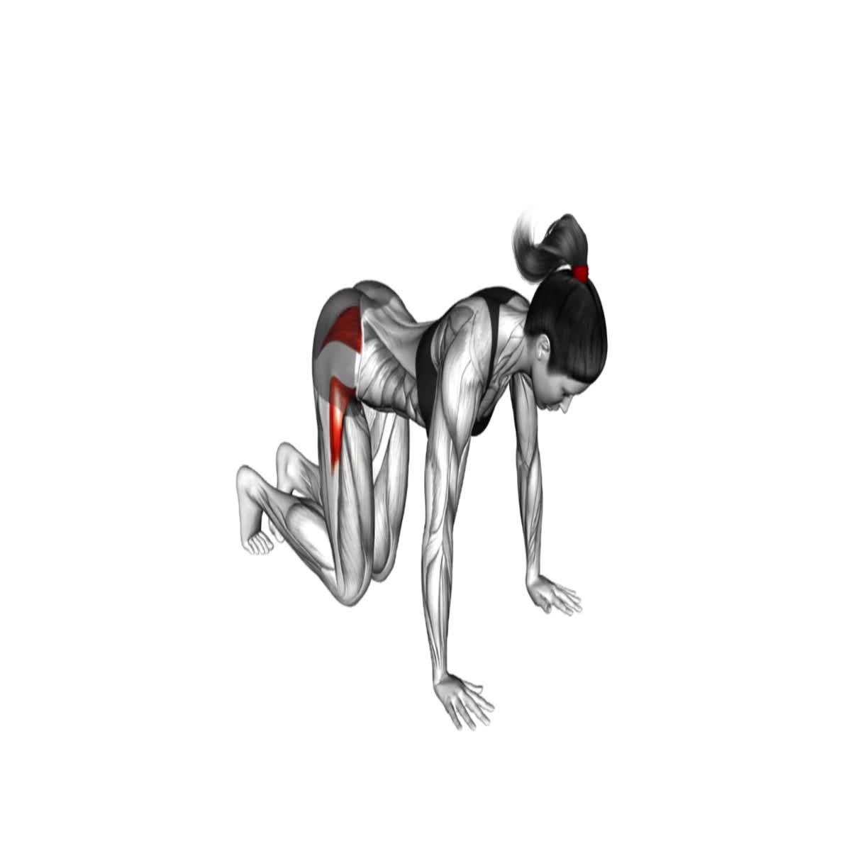 500 Professional 3D Workout Exercise Animations - White Background