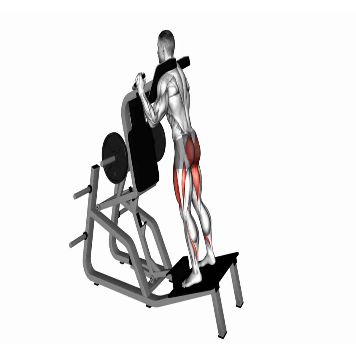 500 Professional 3D Workout Exercise Animations - White Background