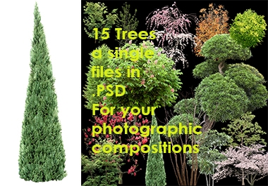 The graphics you want - 15 psd trees - perfect and precise
