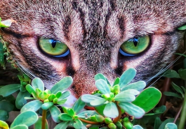 Convert 10 white and black images to color