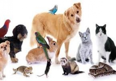 An article consisting of 595 words 100 exclusive about the treatment of joints in animals