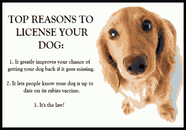 100 exclusive article 500+ words to learn a simple way to prevent your dog from begging for food