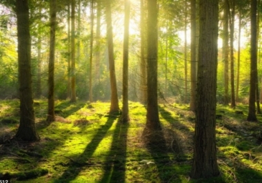 Informational tree video with website