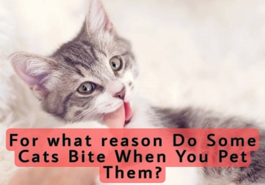 2000+ Words unique and manually written