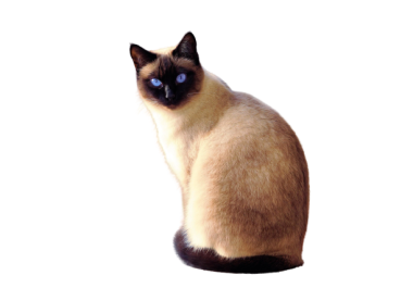 I can delete 5 to 10 background images in less than 1 hour,  very accurate and excellent