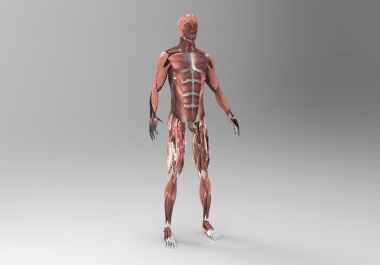 Muscular System 3D Model